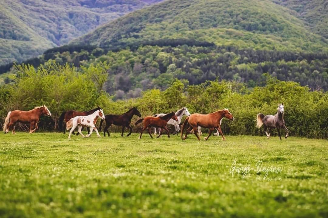 Отель Вила Флора Паталеница Экстерьер фото